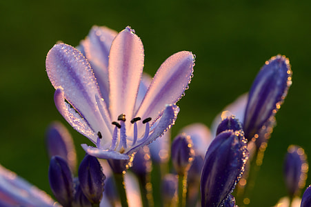 close up photo of purple flower during sunrise thumbnail