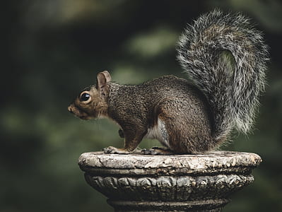 black rodent on top of stone thumbnail