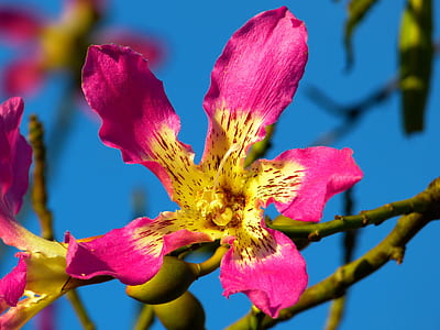 pink and yellow flowers selective-focus photo thumbnail