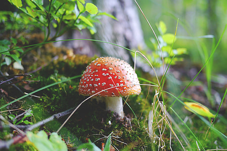 selective focus photography of red mushroom thumbnail