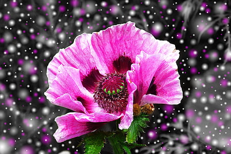 close up photo pink petaled flower thumbnail