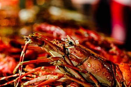 cooked shrimp in selective focus photography thumbnail