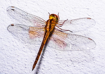 brown dragonfly on white surface thumbnail