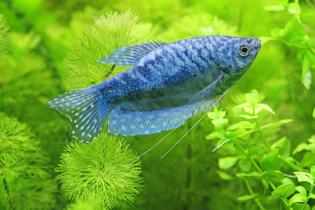 underwater photography of gray and blue fish thumbnail