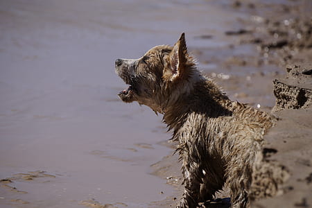 short-coated gray dog barking while at the coastline thumbnail