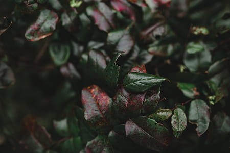Autumn Details thumbnail