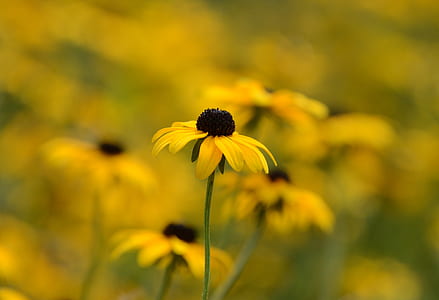 yellow petaled flowers in bloom thumbnail