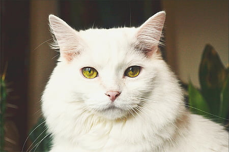 long-coated white cat thumbnail
