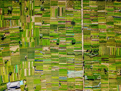 green, fields, lines, pattern thumbnail