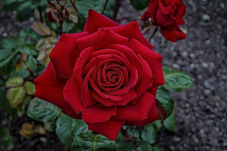 shallow focus photography of red rose thumbnail