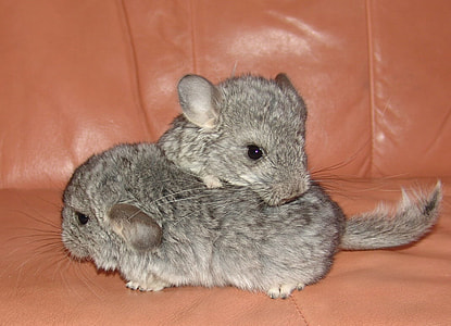 Cute chinchillas playing thumbnail