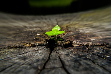 green leafed plant thumbnail