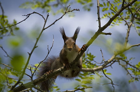 brown squirrel on tree branch thumbnail