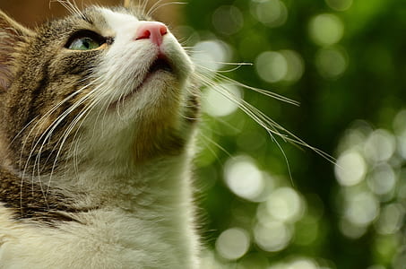 focus photography short-fur silver tabby cat thumbnail