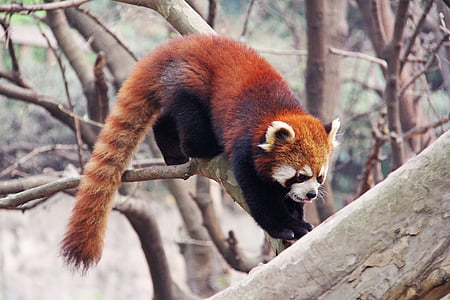 red panda climbing on bough thumbnail