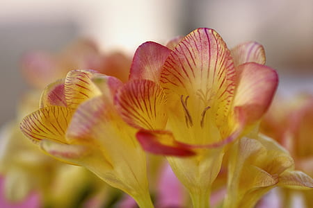 pink and yellow petaled flower thumbnail