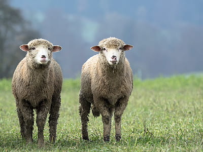 tilt lens photography of two brown sheep on green grass field during daytime thumbnail