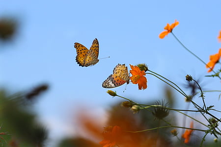brown and black butterflies flying thumbnail