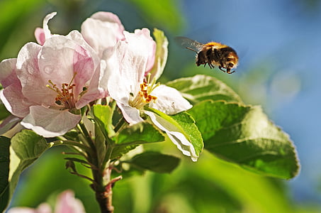 shallow focus lens photo of bee and flower thumbnail