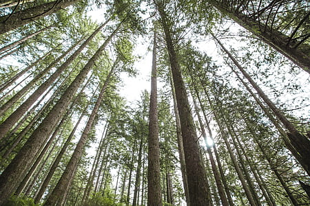 Looking Up At Trees Photo thumbnail