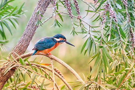 river kingfisher perching on branch of tree thumbnail
