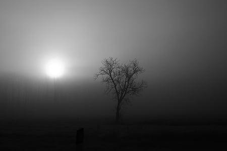 grayscale photo of bare tree thumbnail