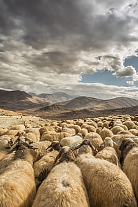 brown sheep lot near mountain thumbnail