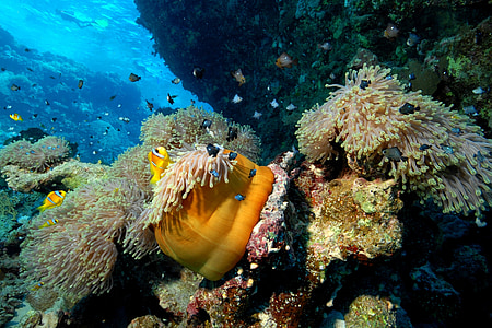 school of fish under body of water thumbnail