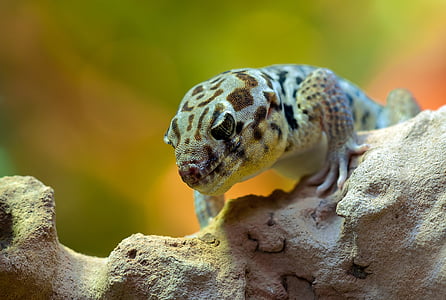 photography of brown reptile thumbnail