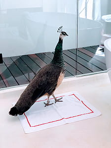 peacock on handkerchief thumbnail