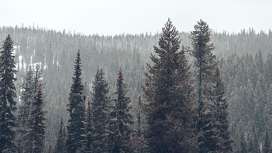 aerial view of forest thumbnail
