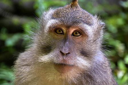 shallow focus photography of gray monkey thumbnail