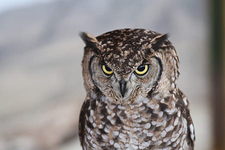 brown owl selective focus photography thumbnail