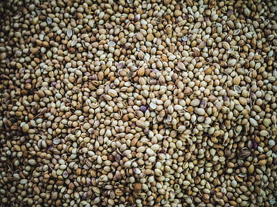 brown beans thumbnail
