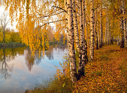 pond surrounded by tree thumbnail