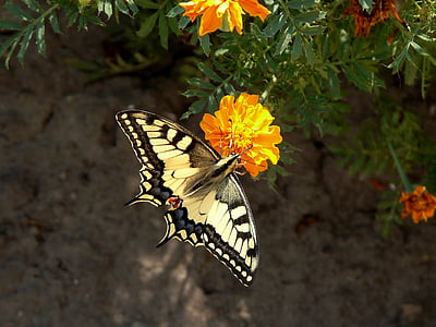 Eastern tiger swallowtail butterfly perched on flower thumbnail