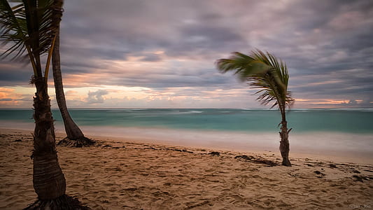 Green Palm Tree Near Body of Water thumbnail