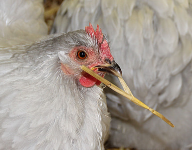 Chicken Breed Pekin Chicken, Grey thumbnail