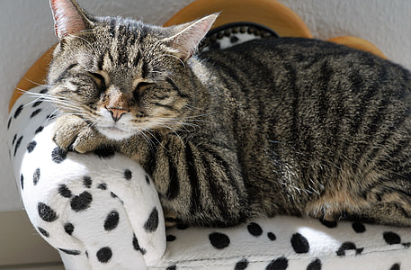brown tabby cat lying on white and black cushion thumbnail