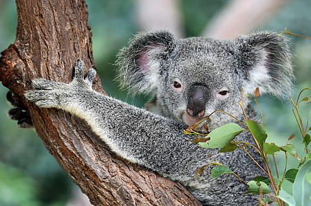 gray koala on tree log thumbnail
