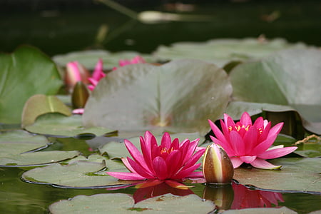 two red flowers on body of water thumbnail
