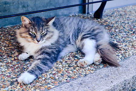 brown and white Maine coon cat laying on concrete surface thumbnail