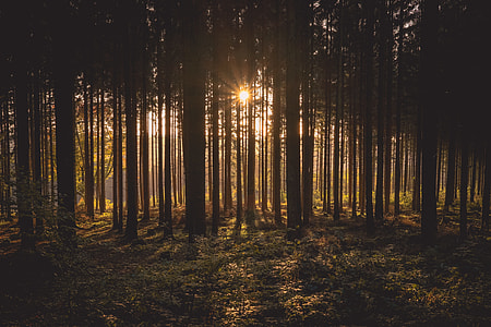 silhouette photo of trees and grasses thumbnail