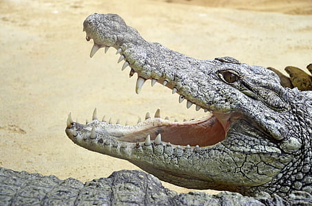 alligator open mouth thumbnail