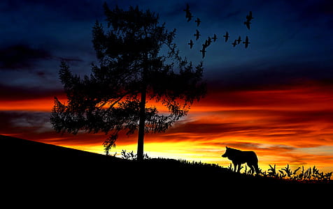 Silhouette Dog on Landscape Against Romantic Sky at Sunset thumbnail