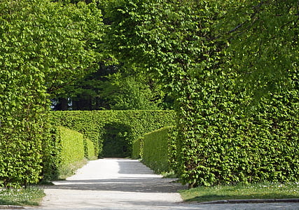 green hedge thumbnail