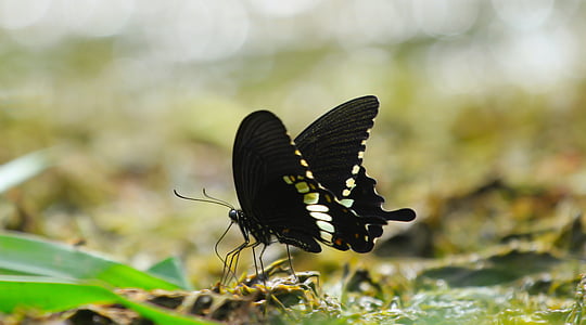 black swallowtail butterfly in selective focus photography thumbnail