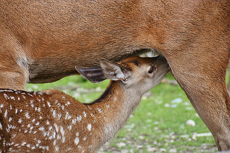 selective focus photography of doe breastfeeding thumbnail