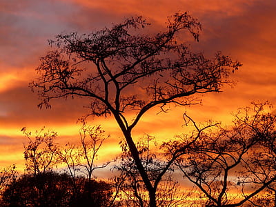 silhouette photo of trees during dusk thumbnail