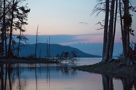 bare near body of water photograp[hy thumbnail